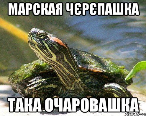 марская чєрєпашка така очаровашка