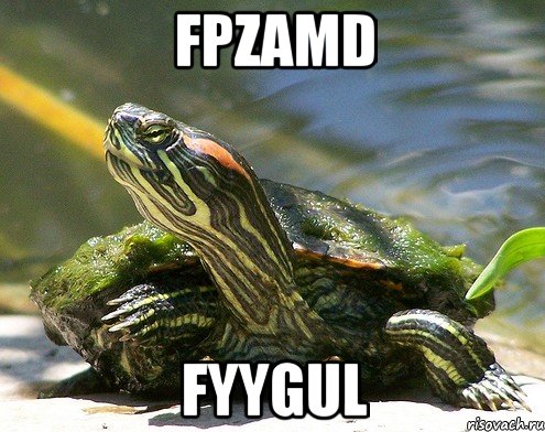 FPzAMD fyyGuL