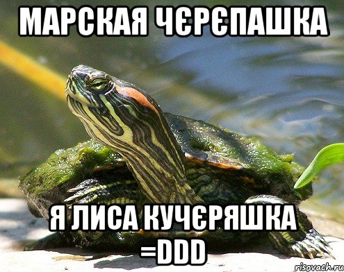 марская чєрєпашка я лиса кучєряшка =DDD