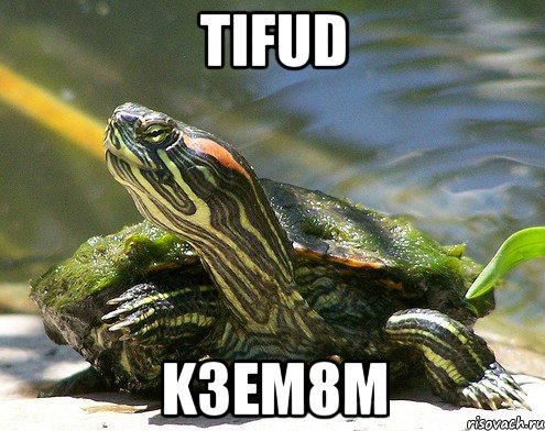 TifuD K3eM8M