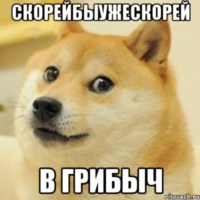 скорейбыужескорей в грибыч, Мем doge woof