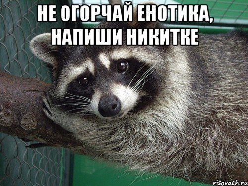 Не огорчай енотика, напиши Никитке 
