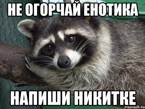 Не огорчай енотика Напиши Никитке