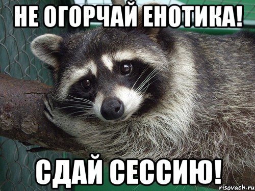 Не огорчай енотика! Сдай сессию!