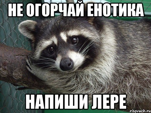НЕ ОГОРЧАЙ ЕНОТИКА НАПИШИ ЛЕРЕ