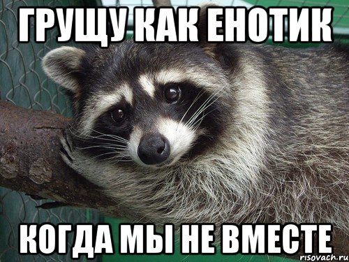 грущу как енотик когда мы не вместе
