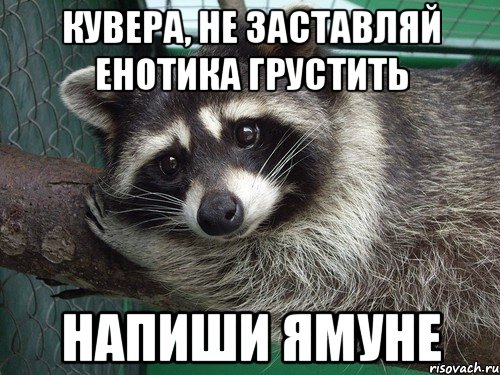 Кувера, не заставляй енотика грустить напиши Ямуне