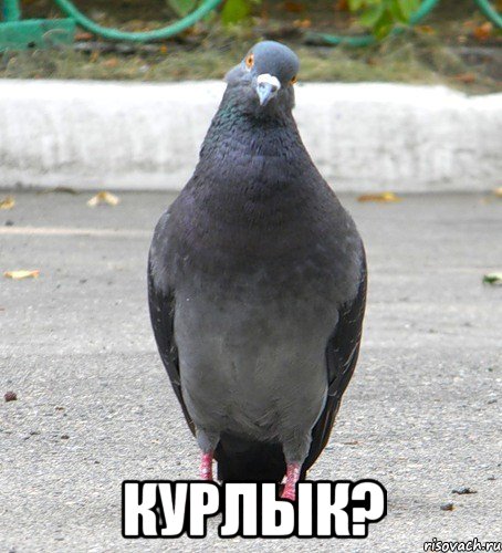 Курлык?
