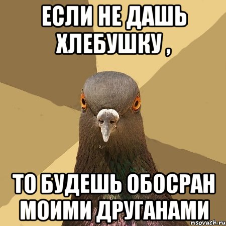 Если не дашь хлебушку , то будешь обосран моими друганами, Мем голубь