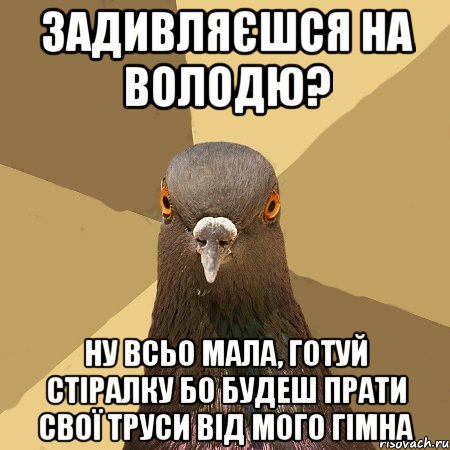 задивляєшся на Володю? ну всьо мала, готуй стіралку бо будеш прати свої труси від мого гімна, Мем голубь