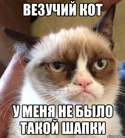 везучий кот у меня не было такой шапки