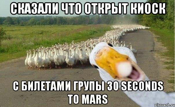 Сказали что открыт киоск с билетами групы 30 seconds to mars, Мем гуси