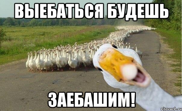 Выебаться будешь ЗАЕБАШИМ!, Мем гуси