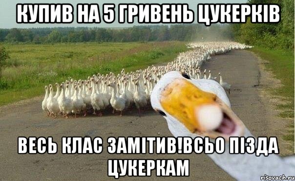 Купив на 5 гривень цукерків весь клас замітив!всьо пізда цукеркам, Мем гуси