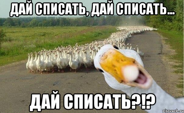 Дай списать, дай списать... ДАЙ СПИСАТЬ?!?, Мем гуси