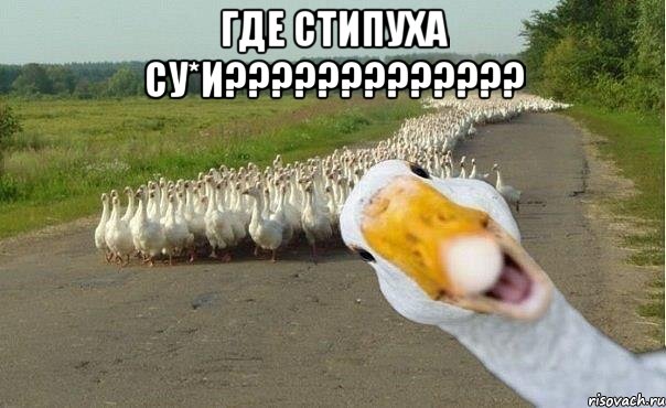 где стипуха су*и????????????? , Мем гуси