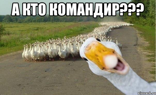 А кто командир??? , Мем гуси