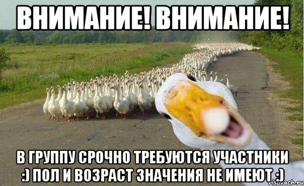 ВНИМАНИЕ! ВНИМАНИЕ! В группу срочно требуются участники :) Пол и возраст значения не имеют :), Мем гуси