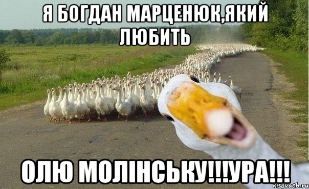 Я Богдан Марценюк,який любить Олю Молінську!!!Ура!!!, Мем гуси