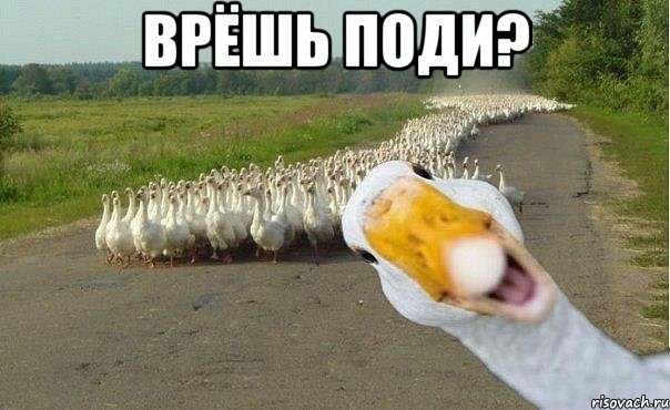 врёшь поди? , Мем гуси