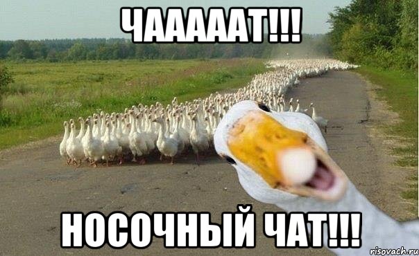 ЧАААААТ!!! НОСОЧНЫЙ ЧАТ!!!, Мем гуси