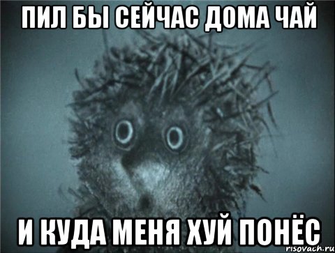 пил бы сейчас дома чай и куда меня хуй понёс, Мем Ежик в тумане