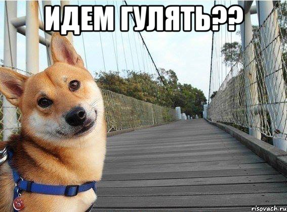 Идем гулять?? 