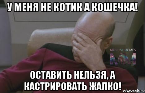 У меня не котик а кошечка! Оставить нельзя, а кастрировать жалко!
