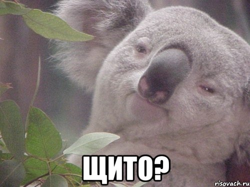  Щито?