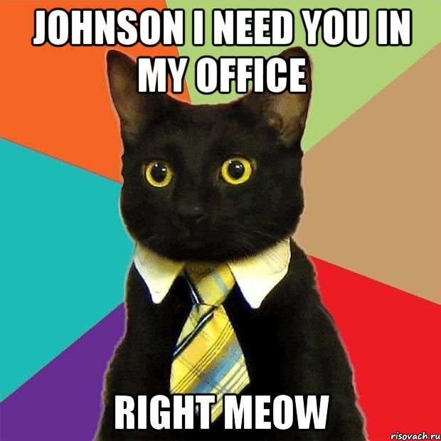 JOHNSON I NEED YOU IN MY OFFICE RIGHT MEOW, Мем  Кошечка