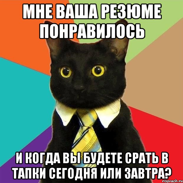 мне ваша резюме понравилось и когда вы будете срать в тапки сегодня или завтра?, Мем  Кошечка