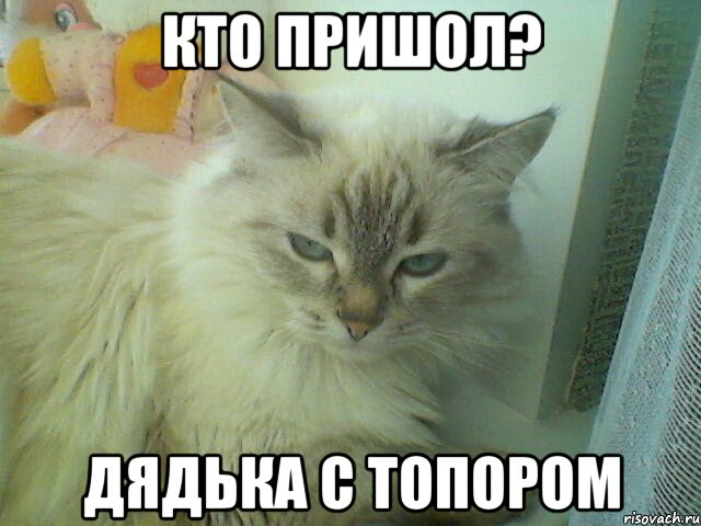 Кто пришол? Дядька с топором, Мем кошка перданула