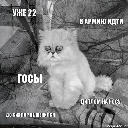 уже 22 в армию идти до сих пор не женился диплом на носу госы, Комикс  кот безысходность