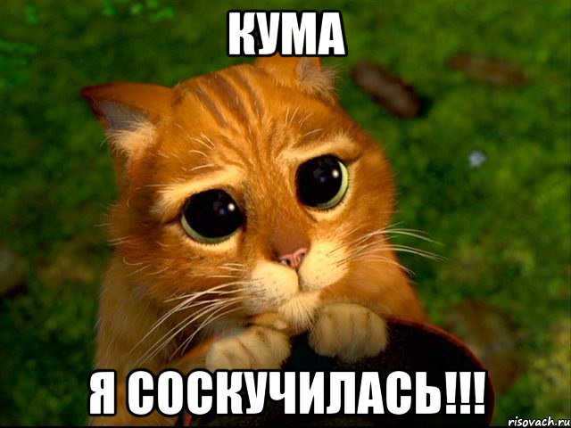 Кума Я соскучилась!!!, Мем кот из шрека