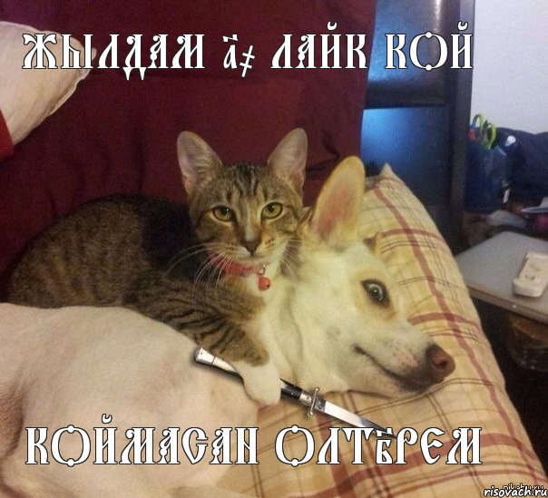 Жылдам 10 лайк кой коймасан олтiрем