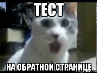 Тест на обратной странице, Мем Кот удивляется