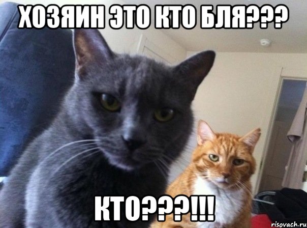 ХОЗЯИН ЭТО КТО БЛЯ??? КТО???!!!, Мем  Два котэ