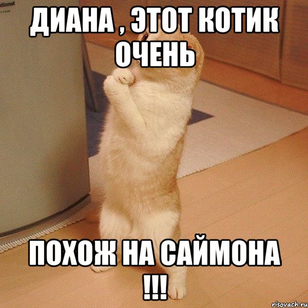 Диана , этот котик очень похож на Саймона !!!, Мем  котэ молится