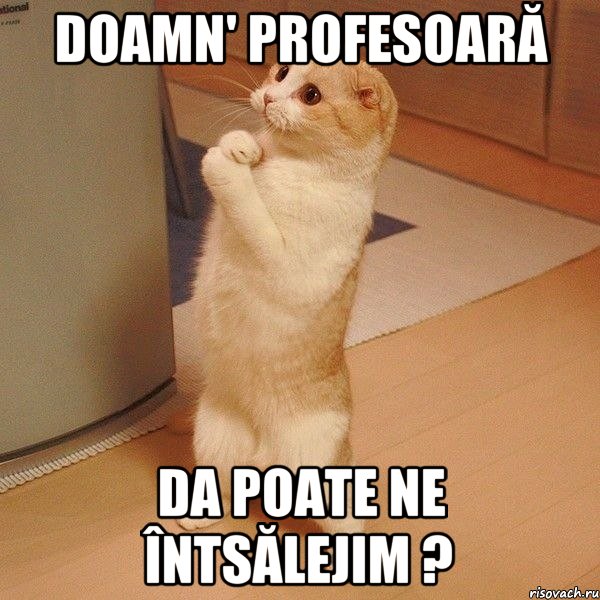 DOAMN' PROFESOARĂ DA POATE NE ÎNTSĂLEJIM ?, Мем  котэ молится