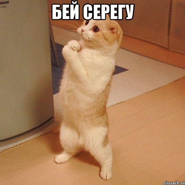 Бей Серегу , Мем  котэ молится