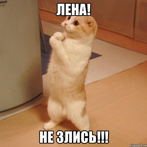 Лена! Не Злись!!!, Мем  котэ молится