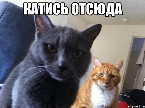 КАТИСЬ ОТСЮДА , Мем  Два котэ