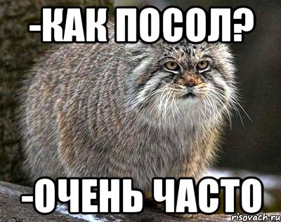 -Как посол? -Очень часто
