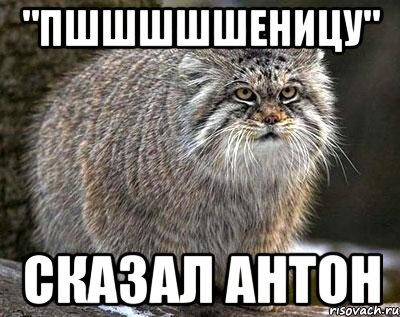 "Пшшшшшеницу" Сказал Антон
