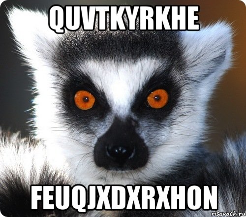 qUVTkyrKhe FeUQjXDxRxhON, Мем лемур