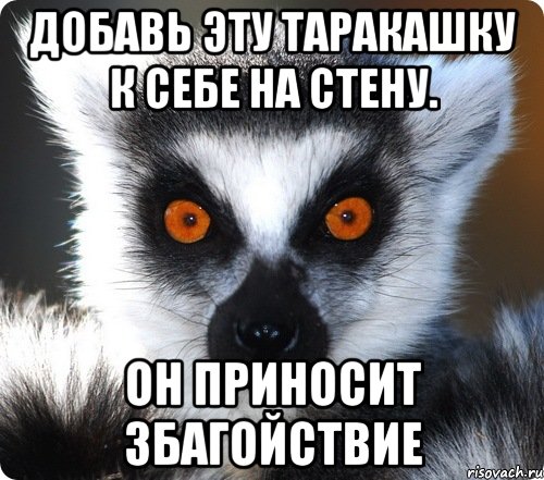 Добавь эту таракашку к себе на стену. Он приносит збагойствие, Мем лемур