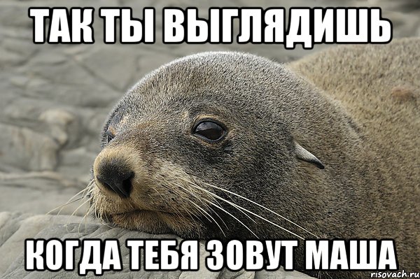 Так ты выглядишь Когда тебя зовут Маша, Мем морской котик