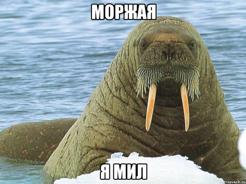 моржая я мил, Мем морж