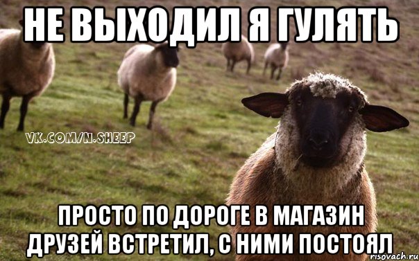 не выходил я гулять просто по дороге в магазин друзей встретил, с ними постоял, Мем  Наивная Овца