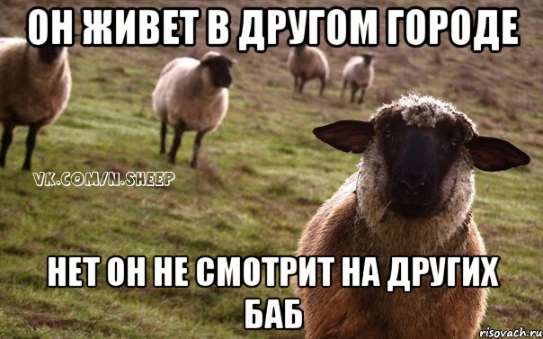 Он живет в другом городе Нет он не смотрит на других баб, Мем  Наивная Овца